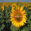 2013 Hot sale sunflower seed dehulling machine TFKH series #4 small image