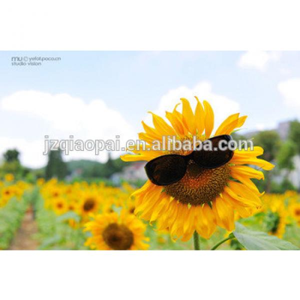 Sunflower seeds sheller-factory price #3 image